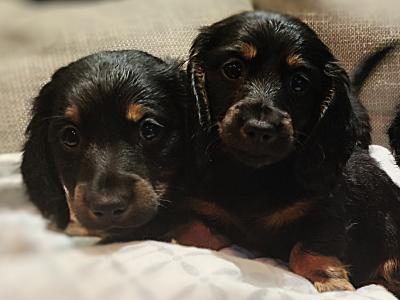 Long Haired Dachshund puppies in Dublin