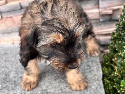 Tibetan Terrier puppies for sale in Wexford
