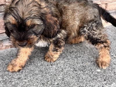 Tibetan Terrier puppies for sale in Wexford
