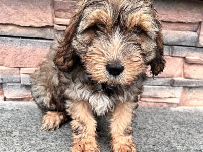 Tibetan Terrier puppies for sale in Wexford