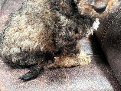Tibetan Terrier puppies for sale in Wexford