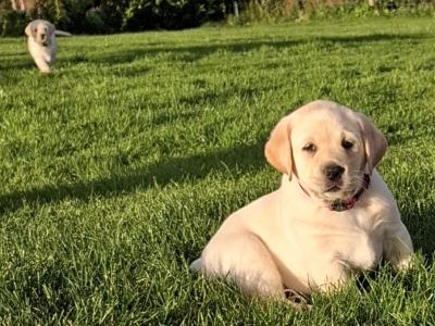 IKC Labrador puppies 1 male and 1 female remaining