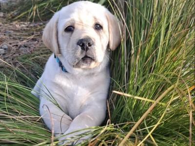 IKC Labrador puppies 1 male and 1 female remaining