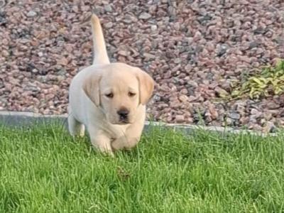 IKC Labrador puppies 1 male and 1 female remaining