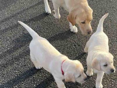 IKC Labrador puppies 1 male and 1 female remaining