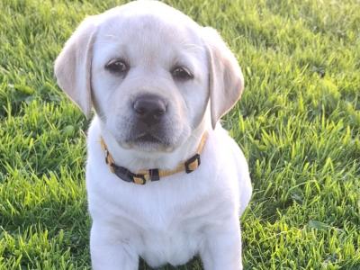 IKC Labrador puppies 1 male and 1 female remaining