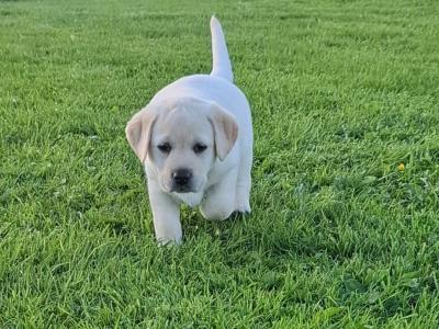 IKC Labrador puppies 1 male and 1 female remaining