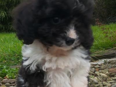 Cavapoo puppies for sale in Cavan