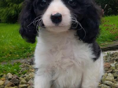 Cavapoo puppies for sale in Cavan