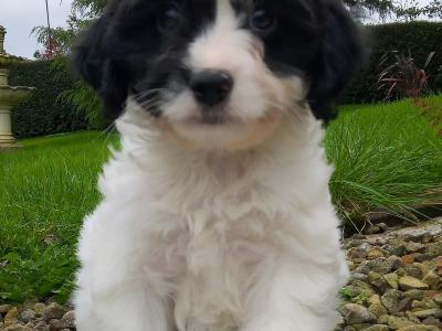Cavapoo puppies for sale in Cavan