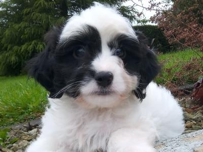 Cavapoo puppies for sale in Cavan