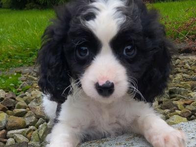 Cavapoo puppies for sale in Cavan