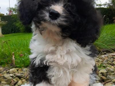 Cavapoo puppies for sale in Cavan