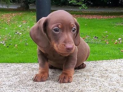 Miniature Dachshund puppies in Cavan