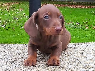 Miniature Dachshund puppies in Cavan