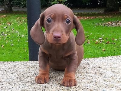 Miniature Dachshund puppies in Cavan