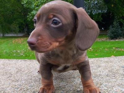 Miniature Dachshund puppies in Cavan