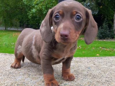 Miniature Dachshund puppies in Cavan