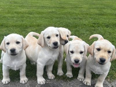 FEMALES ONLY Champion Style IKC Registered Labrador puppies in Tipperary