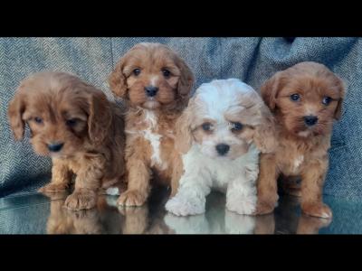 Beautiful health checked Maltipoo puppies