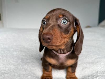 Miniature Dachshund puppies in Offaly