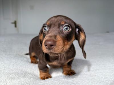 Miniature Dachshund puppies in Offaly