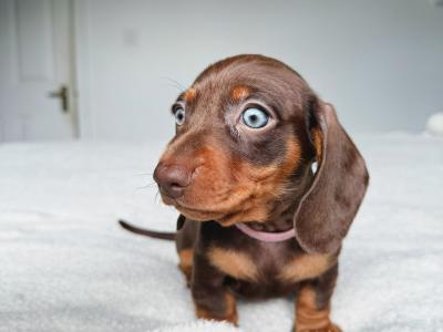 Miniature Dachshund puppies in Offaly