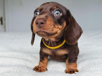 Miniature Dachshund puppies in Offaly