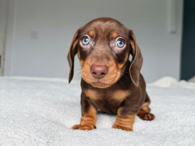 Miniature Dachshund puppies in Offaly