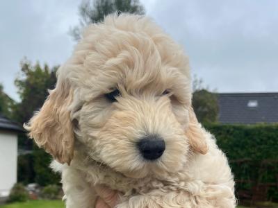 Female Goldendoodle puppies in Kildare