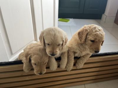 Female Goldendoodle puppies in Kildare