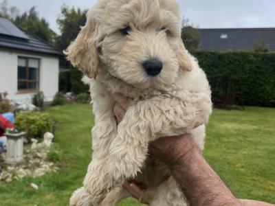 Female Goldendoodle puppies in Kildare