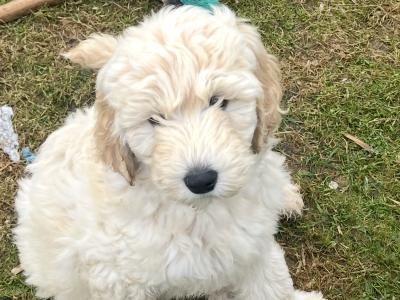 Female Goldendoodle puppies in Kildare