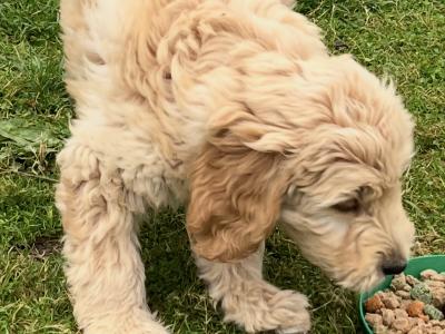 Female Goldendoodle puppies in Kildare