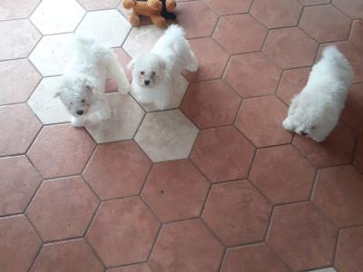 Beautiful Bichon Frise puppies in Wicklow