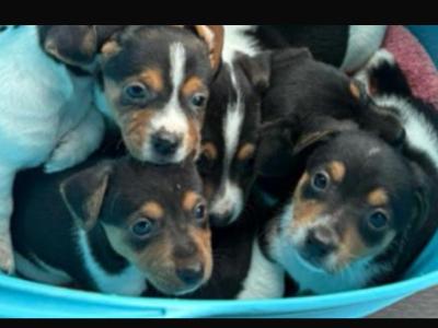Purebred Jack Russell puppies for sale in Wicklow