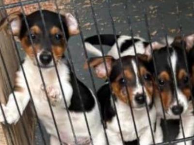 Purebred Jack Russell puppies for sale in Wicklow
