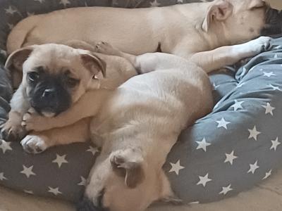 5 beautiful 3/4 Pug puppies _ Dundalk co.louth