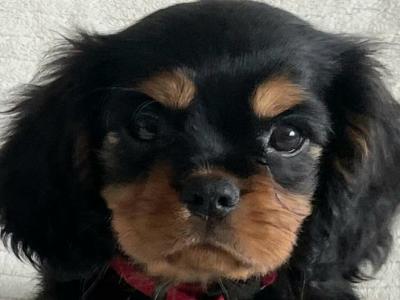 Beautiful purebred IKC Registered(pending) Cavalier King Charles puppies for sale in Galway