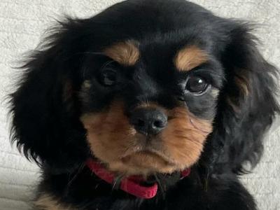Beautiful purebred IKC Registered(pending) Cavalier King Charles puppies for sale in Galway