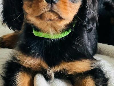 Beautiful purebred IKC Registered(pending) Cavalier King Charles puppies for sale in Galway