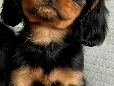 Beautiful purebred IKC Registered(pending) Cavalier King Charles puppies for sale in Galway