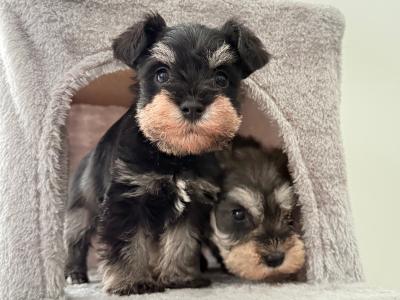 Beautiful IKC Registered miniature Schnauzer puppies in Greystones