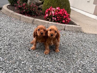 Cockalier (Cavalier King Charles x Cocker Spaniel) puppies in Wicklow