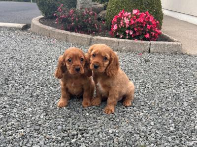 Cockalier (Cavalier King Charles x Cocker Spaniel) puppies in Wicklow