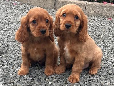Cockalier (Cavalier King Charles x Cocker Spaniel) puppies in Wicklow