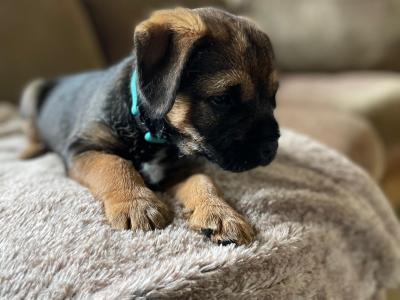 Full Pedigree male Border Terrier puppy in Louth