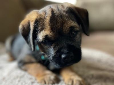 Full Pedigree male Border Terrier puppy in Louth