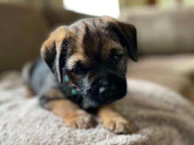 Full Pedigree male Border Terrier puppy in Louth