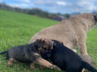 Full Pedigree male Border Terrier puppy in Louth